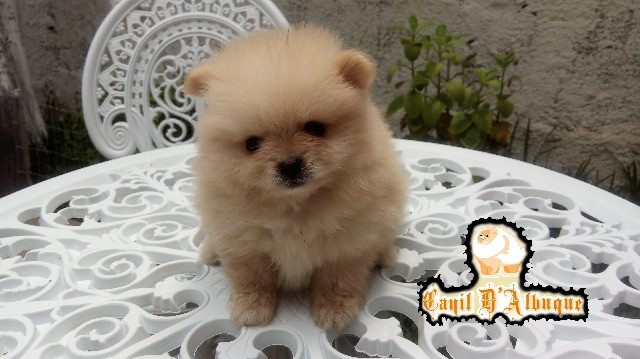 Spitz alemão macho creme rj
